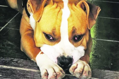 Napušten pas nađen u dvorištu crkve, uz njega poruka: "Volim te i tako mi je žao"