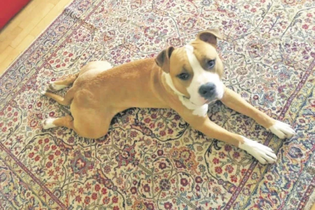 Izmene policijskog časa za vlasnike kućnih ljubimaca