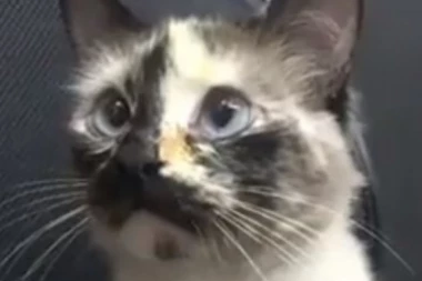 (VIDEO) Mačka PROFESIONALAC! Munjevito spasila dete od pada niz strme stepenice