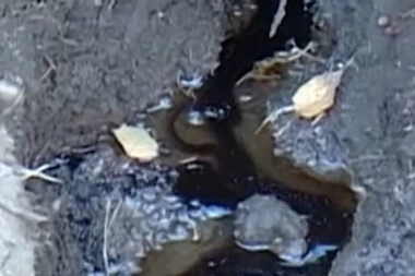 Ekološka katastrofa u Ivanjici! Mazut se izlio u reku