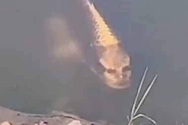 (VIDEO) PRONAĐENA RIBA S LJUDSKIM LIKOM: Šokiraćete se kad saznate o čemu je reč!