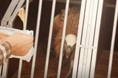 (VIDEO) VELIKI PODVIG LOVACA: Spasli mladunče beloglavog supa