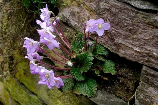 BALKANSKI FENIKS! Natalijina ramonda je simbol Dana primirja u Prvom svetskom ratu, a OVO joj je značenje!