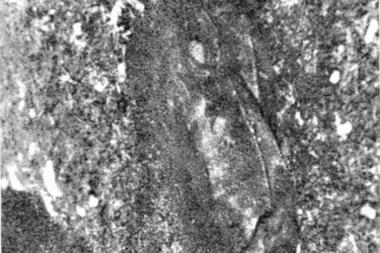 OTKRIVAMO ko je streljao Dražu Mihailovića! Njegovo ime stoji u tajnoj arhivi