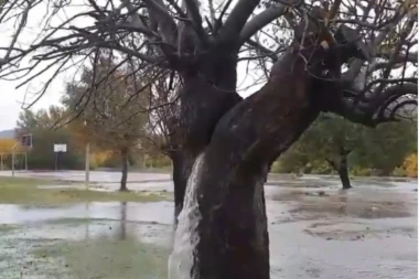 (VIDEO) ČUDO KRAJ PODGORICE: Iz drveta ponovo potekla voda
