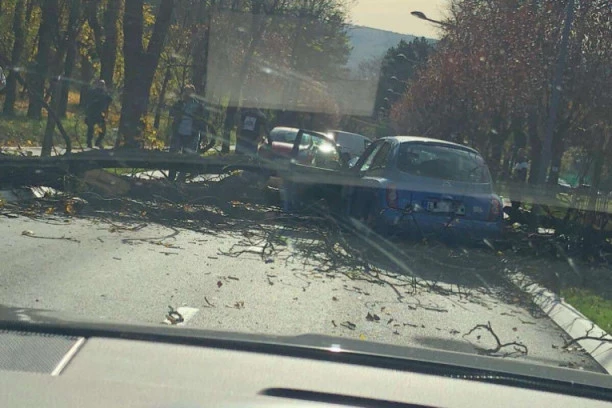 VETAR NAPRAVIO HAOS U BANJALUCI: Drvo palo na DVA AUTOMOBILA!