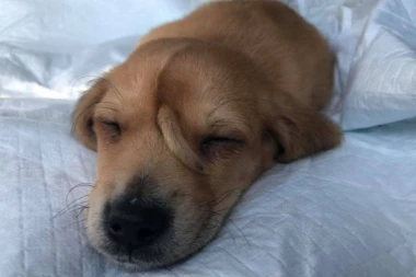 (FOTO) Duša preslatka! Ovom štencu rep raste NA GLAVI