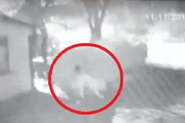 (UZNEMIRUJUĆI VIDEO) DANAS PAS, SUTRA ŽENA! Kamere snimile migranta kako SILUJE životinju