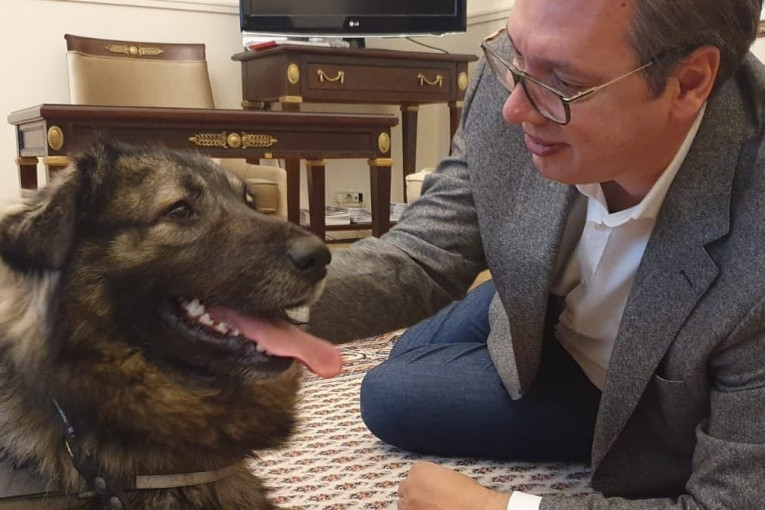 (FOTO) Vučić se vratio u kancelariju, a najviše mu se obradovao Pako