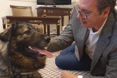 (FOTO) Vučić se vratio u kancelariju, a najviše mu se obradovao Pako