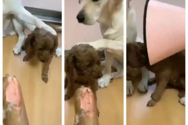 Kakvi cinkaroši, pa ovo je strašno! Otkrili druga "iz momenta"