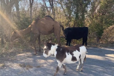 Scena kao iz Biblije: Kamila, krava i magarac zajedno lutaju ulicom!
