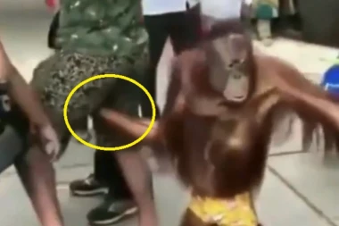 (VIDEO) Majmunska posla! Nije urolog, ali može da pogleda