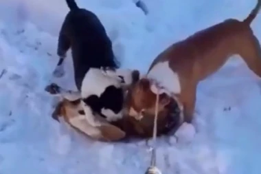 (UZNEMIRUJUĆI VIDEO) Krvava borba pasa u Kuršumliji: Dva staforda iskidala mešanca, monstrumi huškali pse