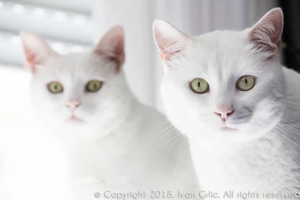 Šok otkriće naučnika: Ujed mačke može da izazove depresiju