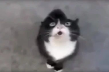 (VIDEO) URNEBESNO: Ove životinje pevaju sa autotjunom, smejaćete se do suza!