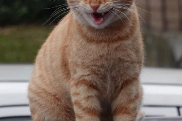 (FOTO) MAČAK RIBOLOVAC OSVOJIO INTERNET: Simba pozira kao pravi čovek!