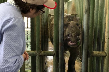 (FOTO) VELIKI GUBITAK ZA PLANETU! Sumatranski nosorog izumro u Maleziji