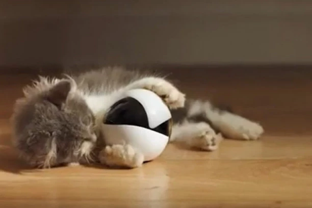 Mačka može da vam produži život: Evo i kako!