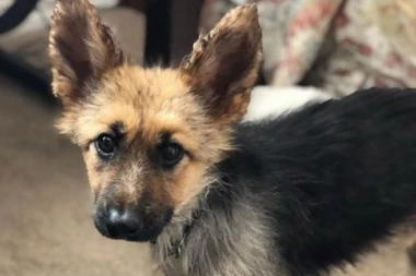 (FOTO) VEČITO MLAD: Rendžer je nemački ovčar koji će zauvek ostati štene, evo i zašto!