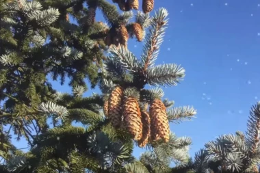 Srbija i BiH zajedno za spas Pančićeve omorike