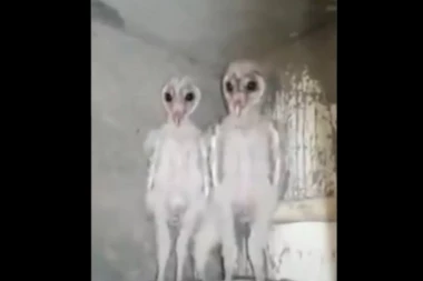 (VIDEO) Trljaćete oči: Jesu li ovo VANZEMALJCI ili?!