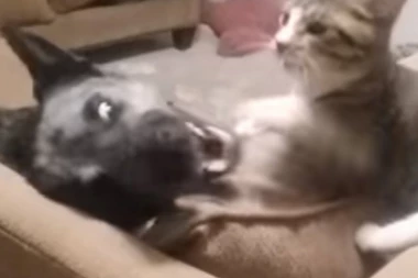 (VIDEO) Epska bitka psa i mačke! Sevale pesnice, radili očnjaci