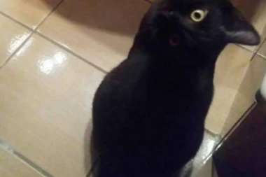 (FOTO) Zbunjujuća fotografija na društvenim mrežama napravila pometnju: Da li je mačka ili ptica?