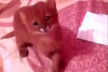 (VIDEO) Devojčica je našla dva mačeta i odlučila je da ih usvoji, a onda je usledilo IZNENAĐENJE