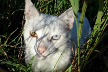 (VIDEO) HIT NA INTERNETU: Ovo je "duhovni naslednik" namrgođene mačke!