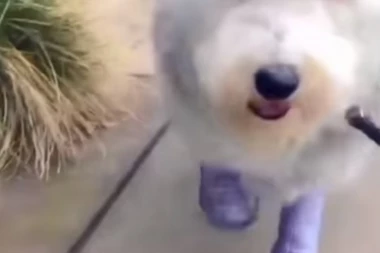 I psi teraju modu: Najnoviji vrckavi trend zbog kojeg kuce šetaju parkom kao pistom!