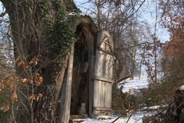 Čudo u kraljevačkom selu! Sveto drvo staro 6 vekova donosi sreću meštanima, a evo i zbog čega