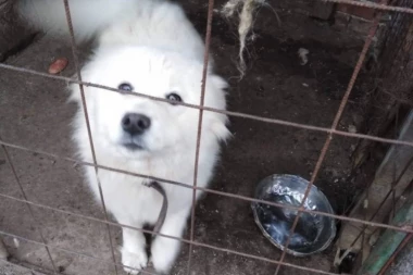 ŽRTVA LOŠIH VLASNIKA: Tražimo dom za ljupkog samojeda