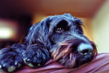 Otvorio sam Pandorinu kutiju i oslobodio Frankeštajna: Tvorac rase labradudl žali zbog svog izuma