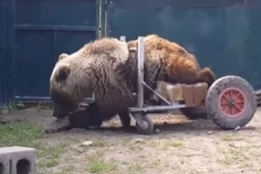 (VIDEO) UGINUO MEDVED UŠKO! Prvi od svoje vrste koji je imao invalidska kolica