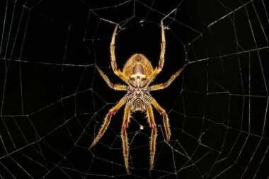 Genijalan trik: Evo kako da zauvek isterate paukove iz kuće