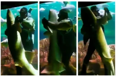 (VIDEO) Najopasniji ples ikad! Okretna igra sa AJKULOM!