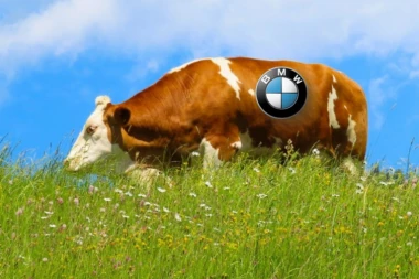 BMW inovacija: Kravlji izmet kao gorivo