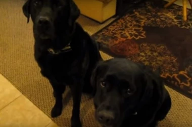 (VIDEO) Ko je ukrao keks? Brat odao sestru