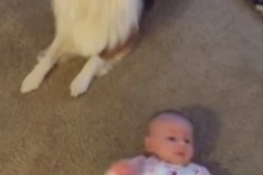 (VIDEO) Beba i pas uče zajedno da se igraju: Kada vidite šta rade, istopićete se