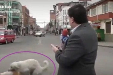 (VIDEO) Pokretni dogi stajl u programu uživo