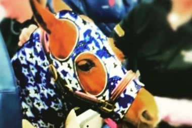 (FOTO) PONI KAO PUTNIK U AVIONU: Kako se vama čini ta ideja?