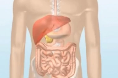 Čuvena ruska naučnica otkriva: Bolest i smrt dolazi iz CREVA, a uz pomoć ovog JEDNOSTAVNOG metoda očistite ih od parazita