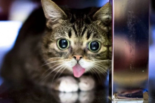 IMATE MAČKU? OVO su vaše zakonske i moralne obaveze