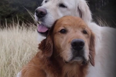 (VIDEO) Kiko ima rak, Votson to oseća! Njihovi zagrljaji i bezuslovna ljubav probudiće u vama najlepše emocije