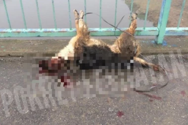 Policija ima osumnjičenog za brutalno ubistvo psa u Prokuplju, smeši mu se 3 GODINE robije