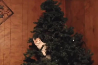 (VIDEO) Deca su ukras sveta, a mačke su ukras jelke - dok je ne sruše!
