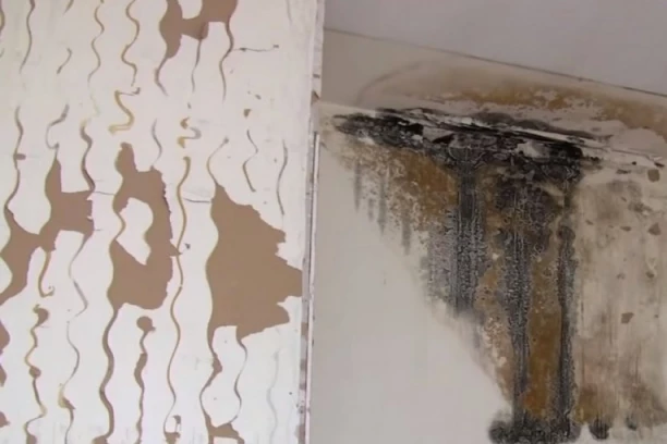 Domaća sredstva koja efikasno otklanjaju buđ: Oslobodite se plesni jer ona može da naškodi zdravlju