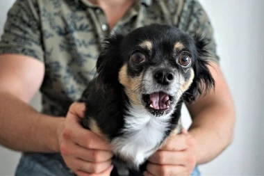 Rase koje nikada ne bih čuvala: Veterinarka šokirala ljubitelje pasa