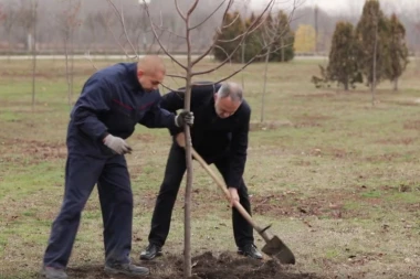 (VIDEO) ZASADI DRVO! Saznajte zašto su ovu akciju grada Pančeva podržale brojne javne ličnosti